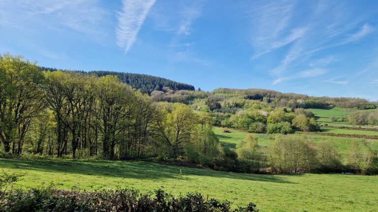 Quarré-les-Tombes la foret au Duc