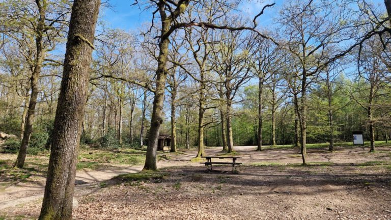 Quarré-les-Tombes la foret au Duc