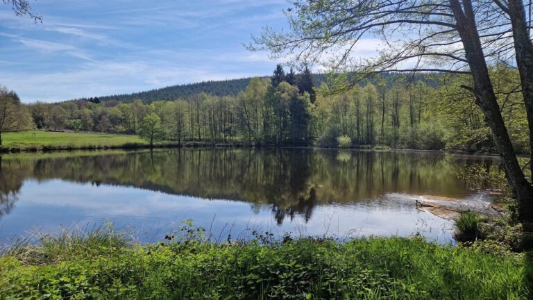 Quarré-les-Tombes la foret au Duc