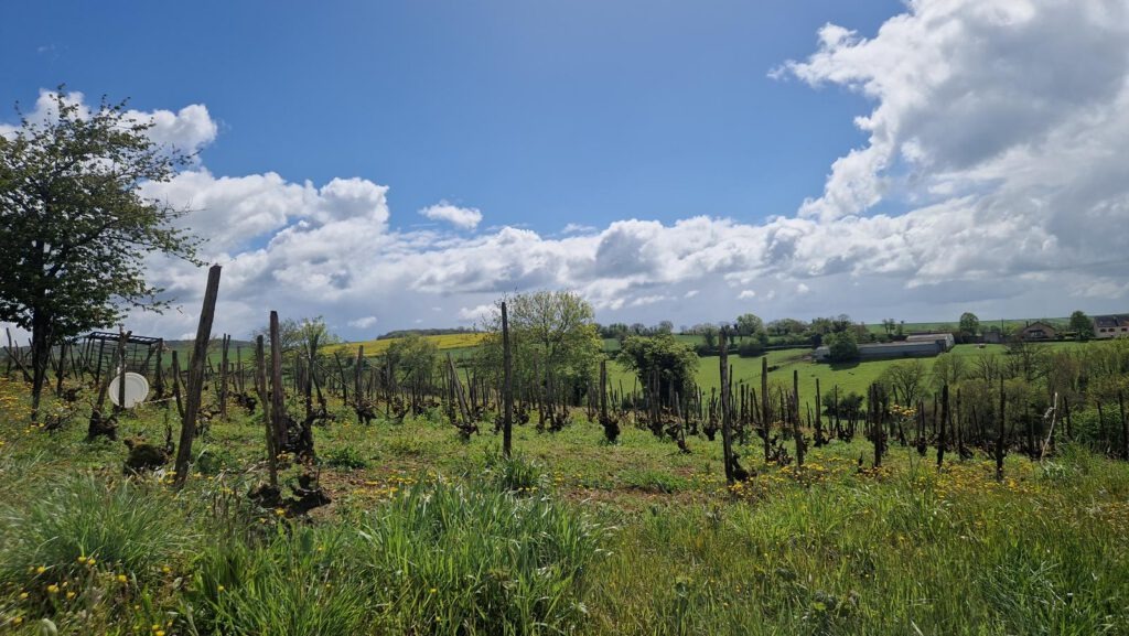 Vignes-le-Haut