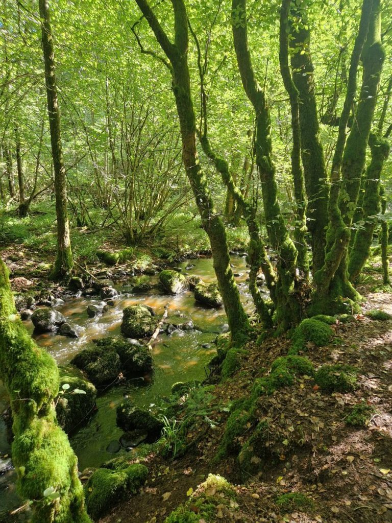 Abbaye de la Pierre-qui-Vire