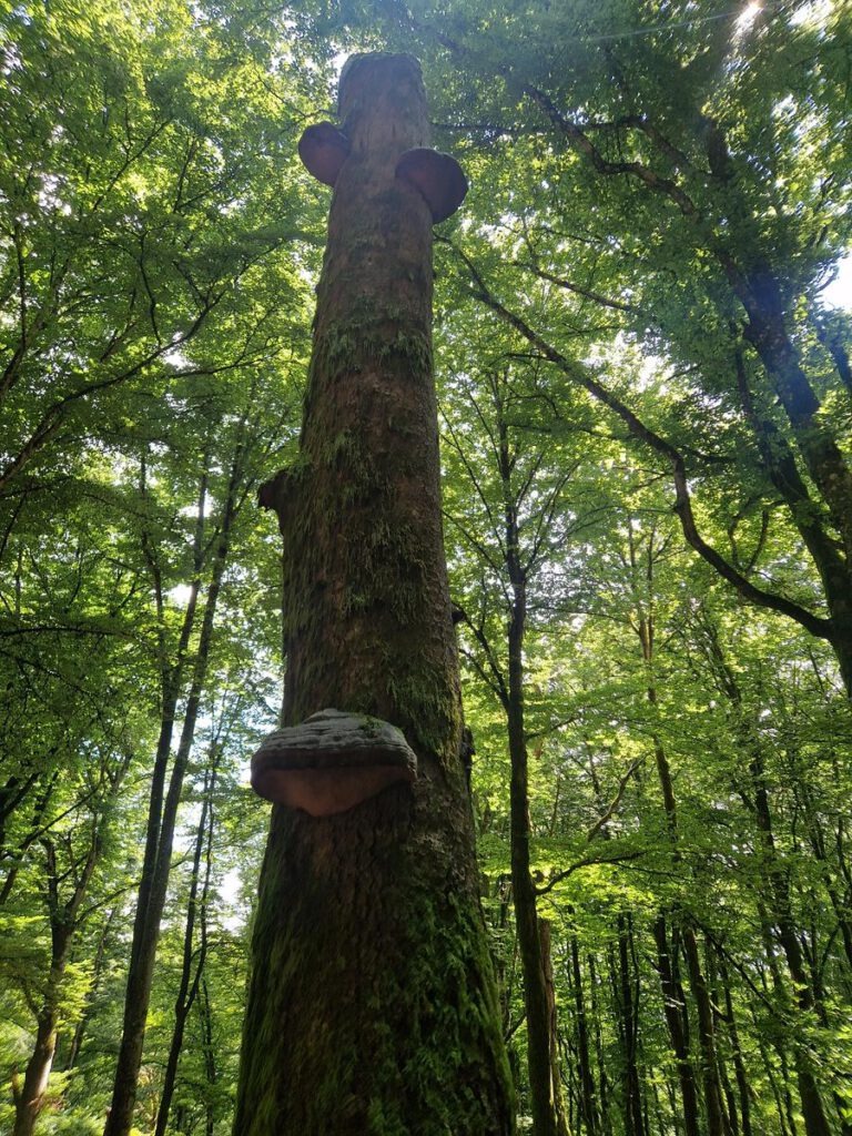 Sources de l’Yonne