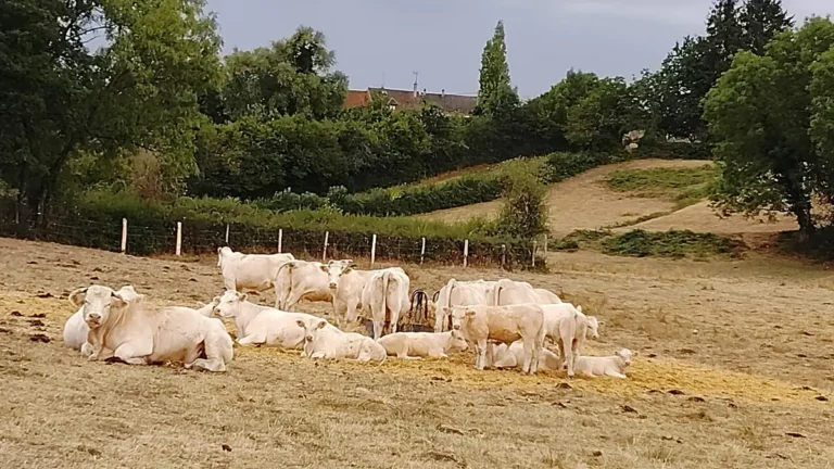 Saint-Léger-Vauban – 5,2 km
