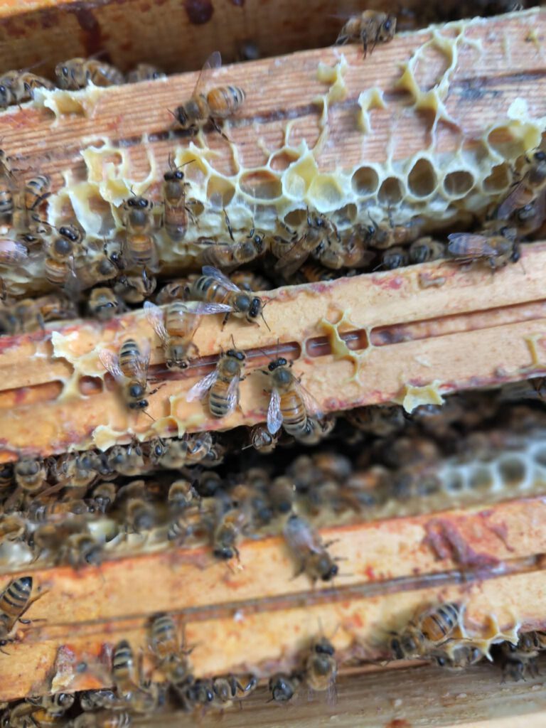 YOEV – Apiculture BIO – Morvan